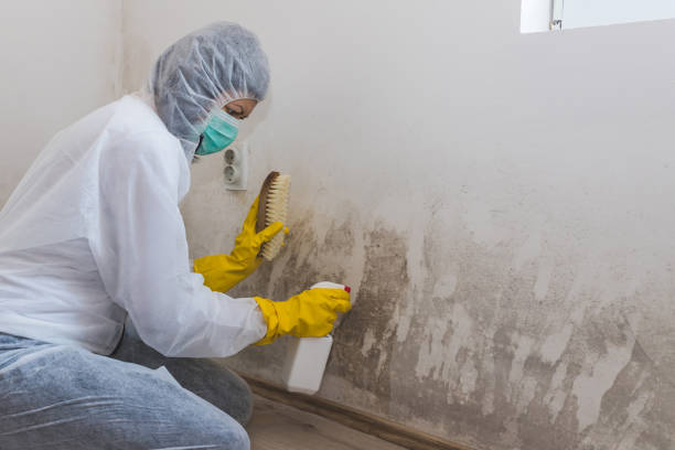 Best Biohazard Mold Removal  in Perry Heights, OH